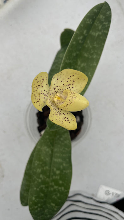 Paphiopedilum concolor