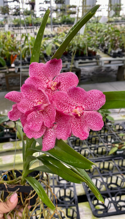 Vanda Jairak Redden 'Pink'