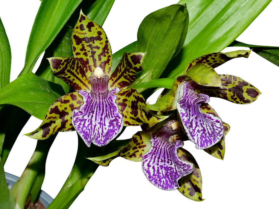 Galeopetalum Ecuagenera