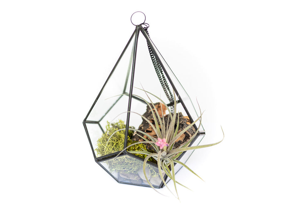 Glass Diamond Terrarium