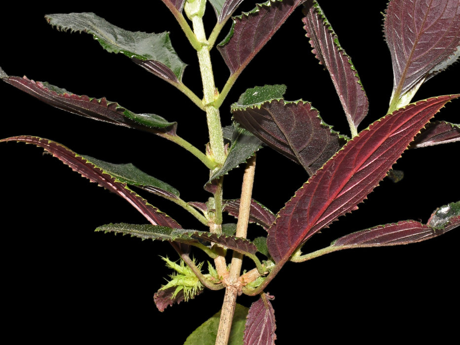 Glossoloma purpureum