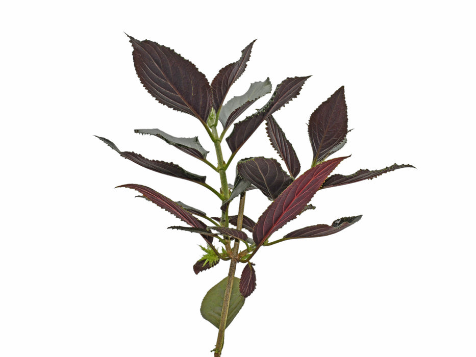 Glossoloma purpureum