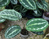 Goeppertia chimboracensis cf
