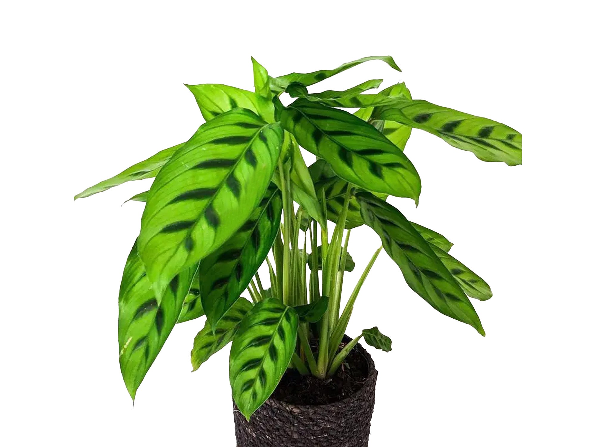 calathea concinna Goeppertia concinna - Tiger Striped Prayer Plant