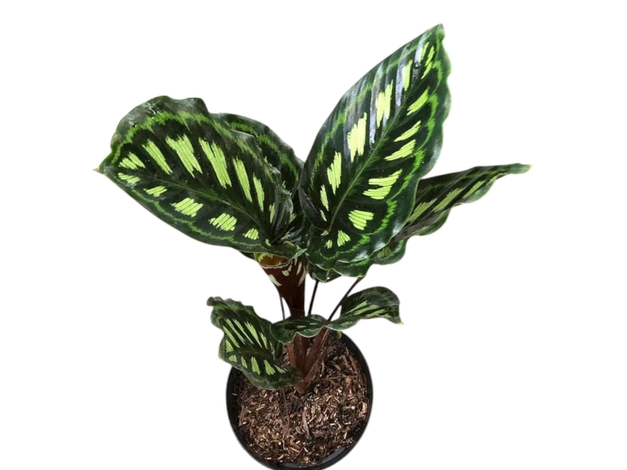 Goeppertia libbyana