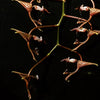 Gongora aceras