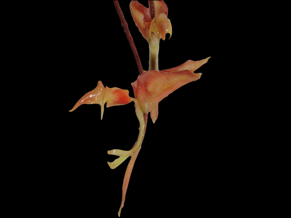 Gongora aromatica