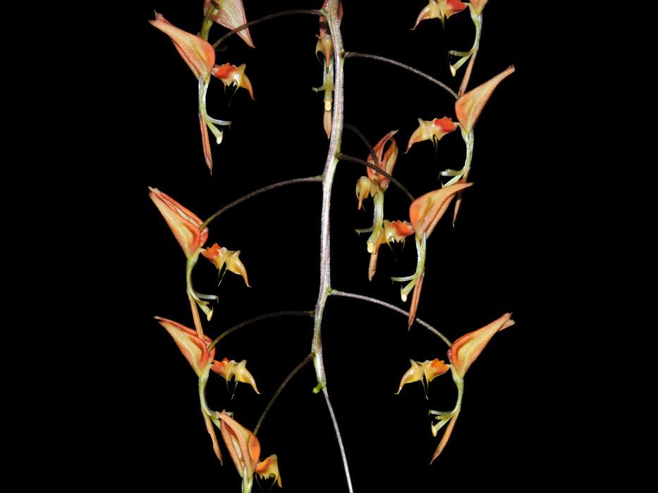 Gongora aromatica