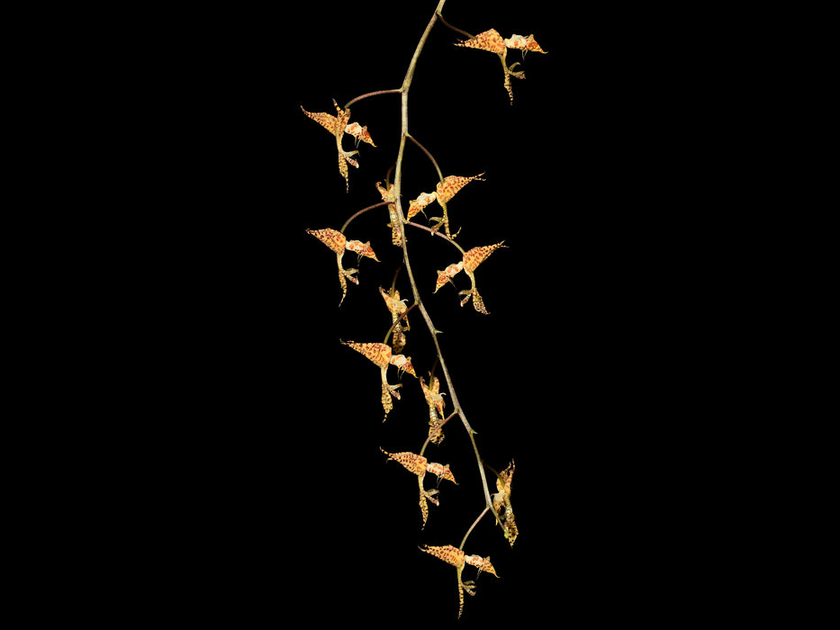Gongora histrionica