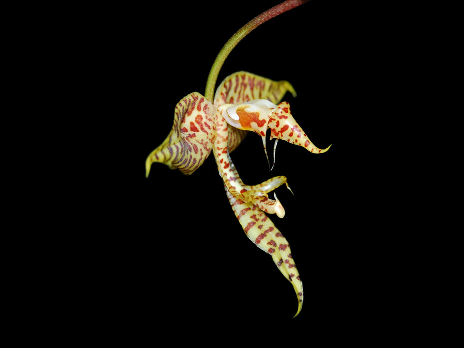 Gongora histrionica