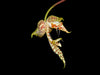 Gongora histrionica