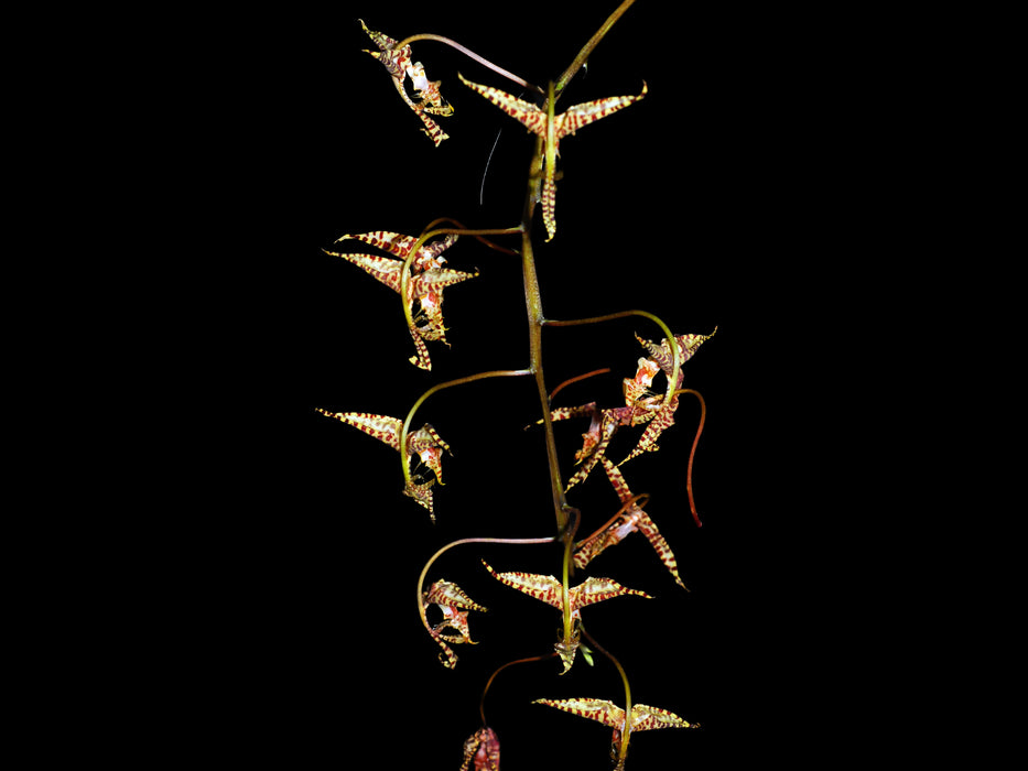 Gongora pardina