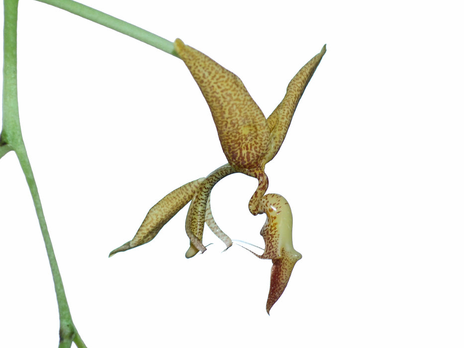 Gongora pardina