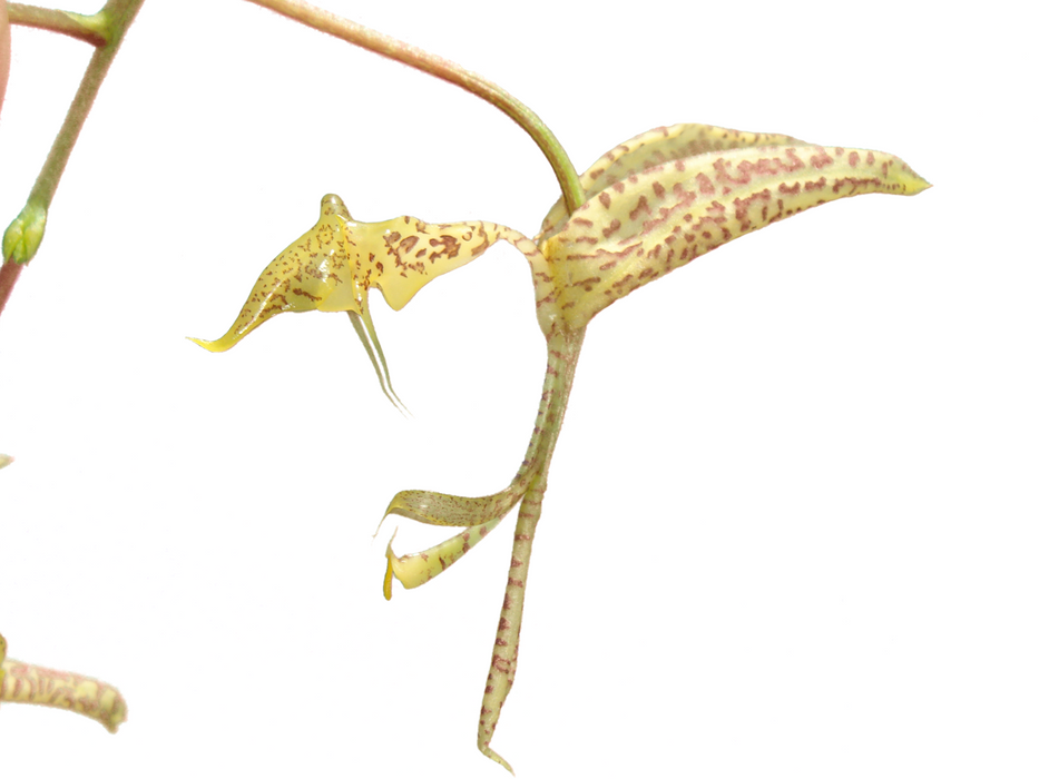 Gongora pardina type