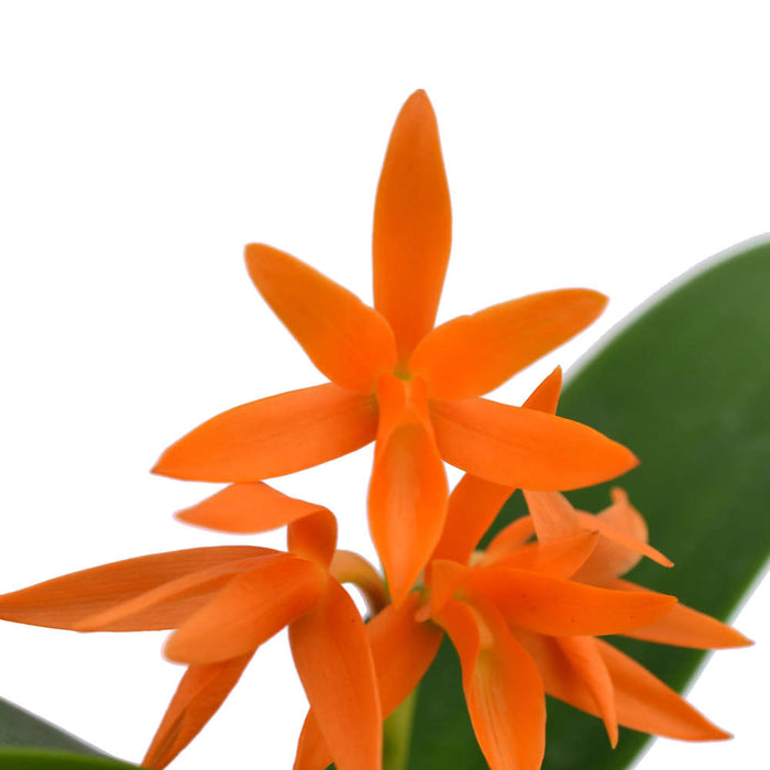 Guarianthe aurantiaca 'sin manchas'