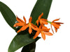 Guarianthe aurantiaca 'Sin Manchas'