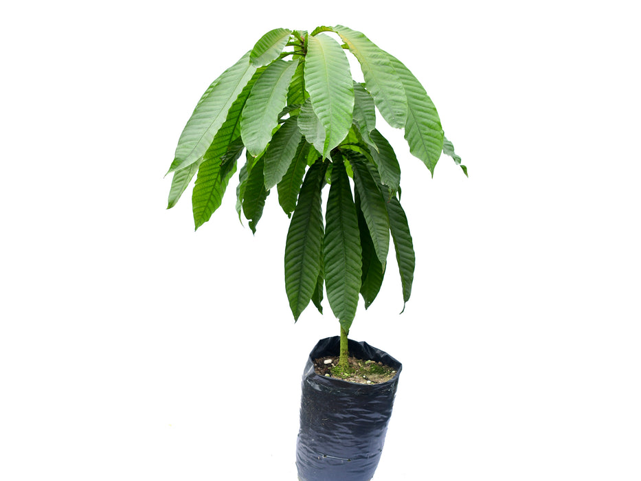 Gustavia angustifolia (Big)