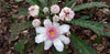 Gustavia angustifolia