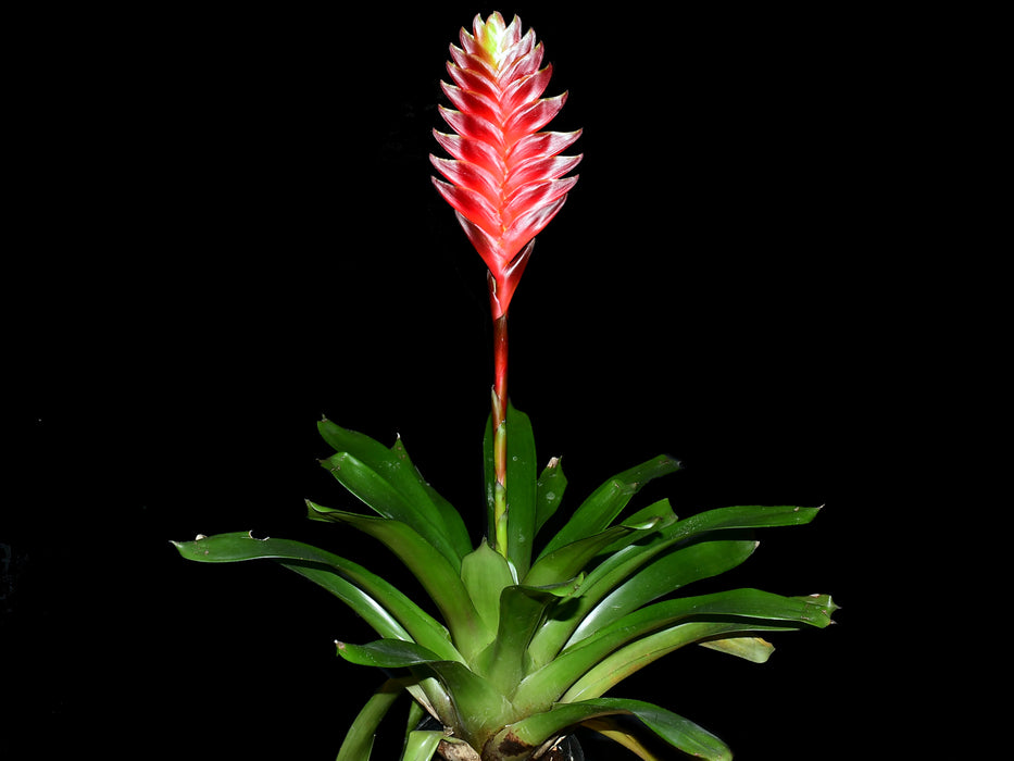 Guzmania Davine