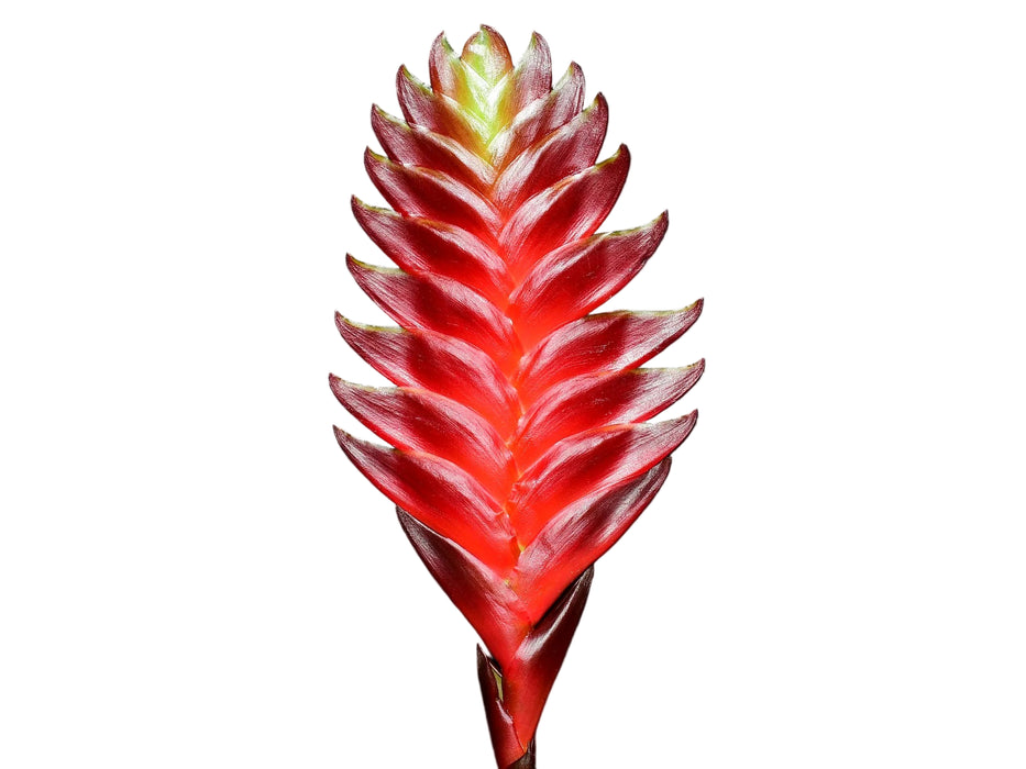 Guzmania Davine