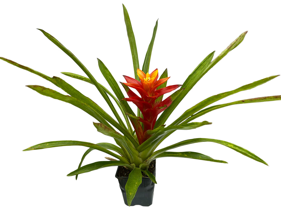 Guzmania Orange