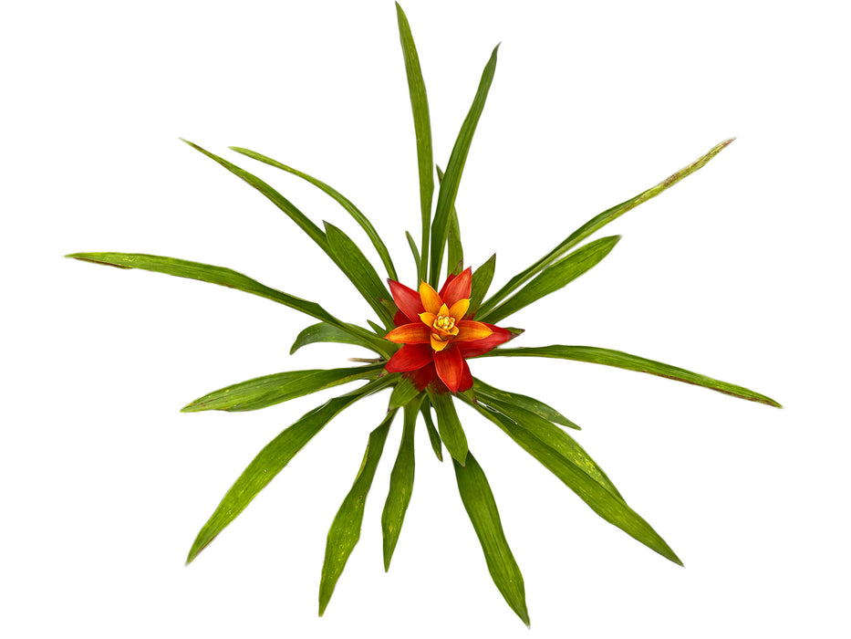 Guzmania Orange