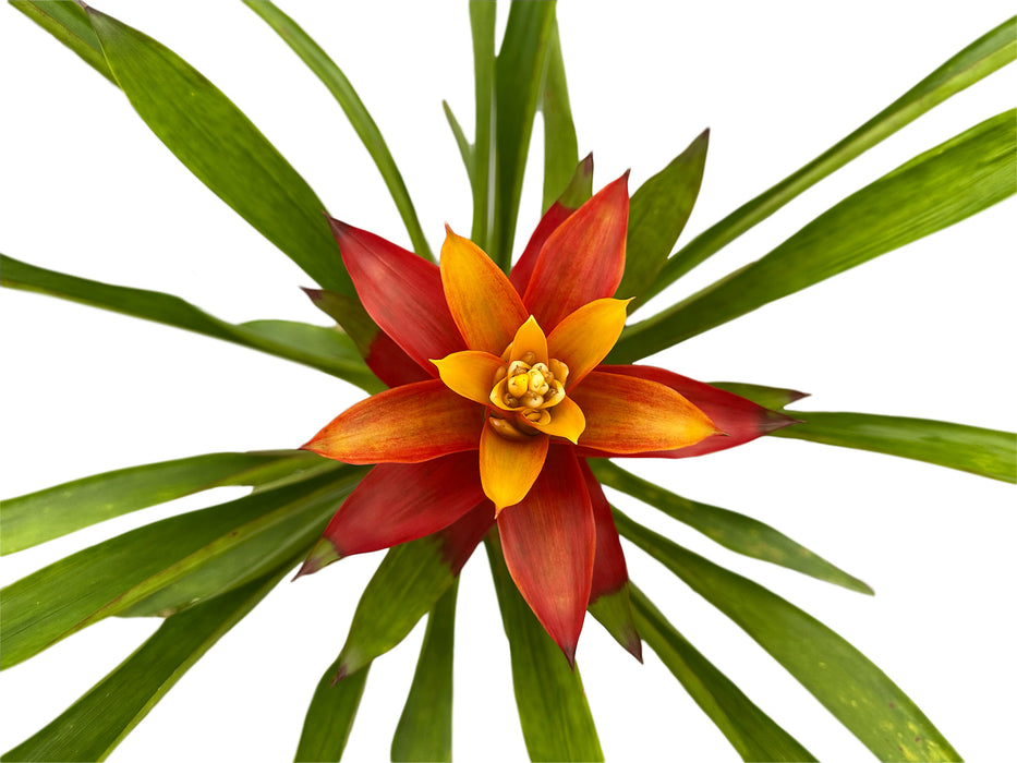 Guzmania Orange