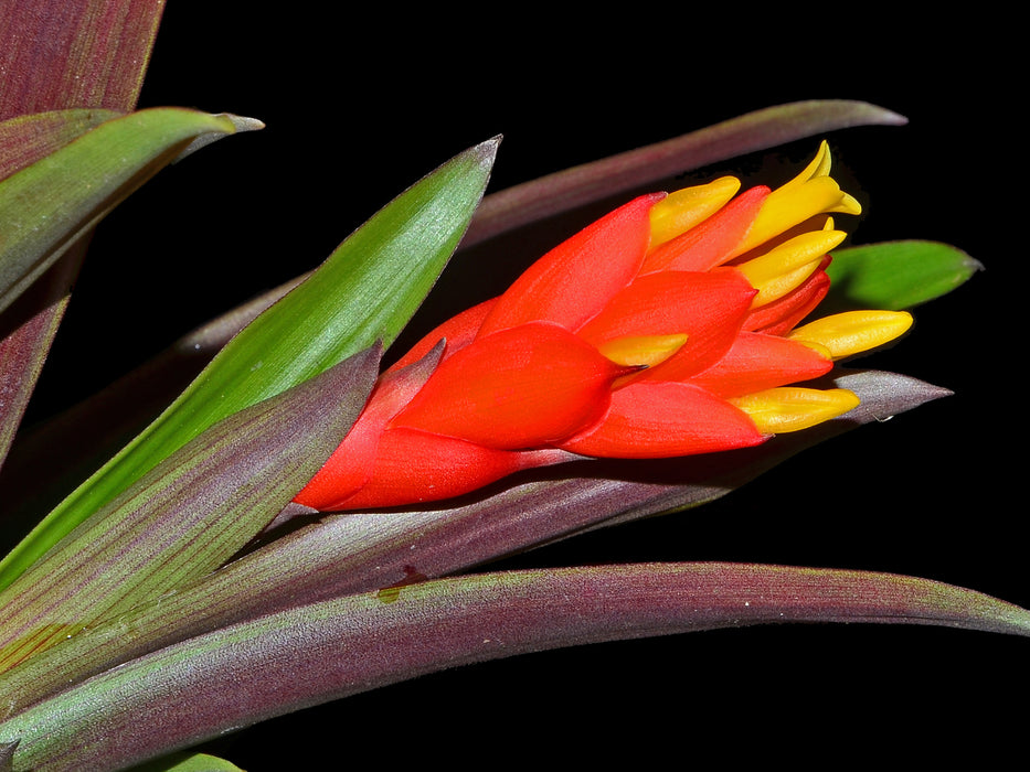 Guzmania melinonis