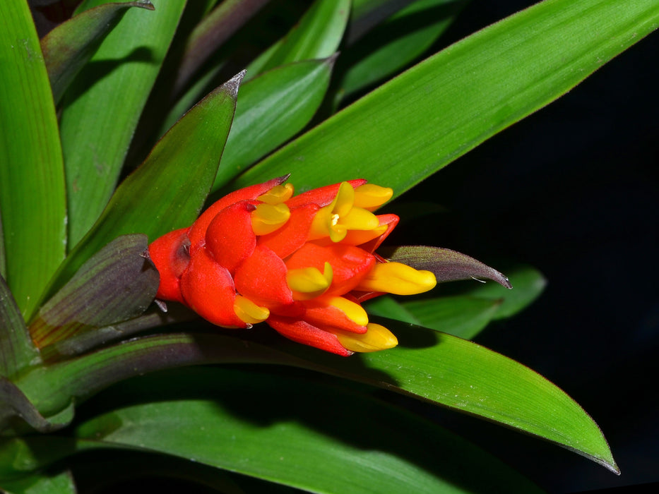 Guzmania melinonis