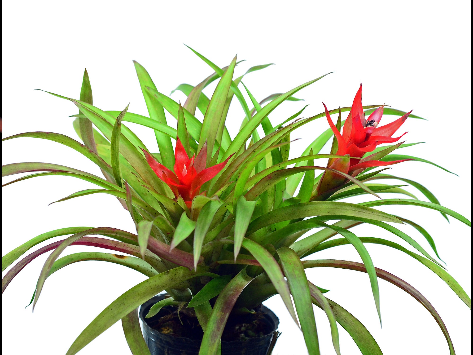 Guzmania minor - Compact Red Bromeliad