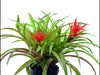 Guzmania minor