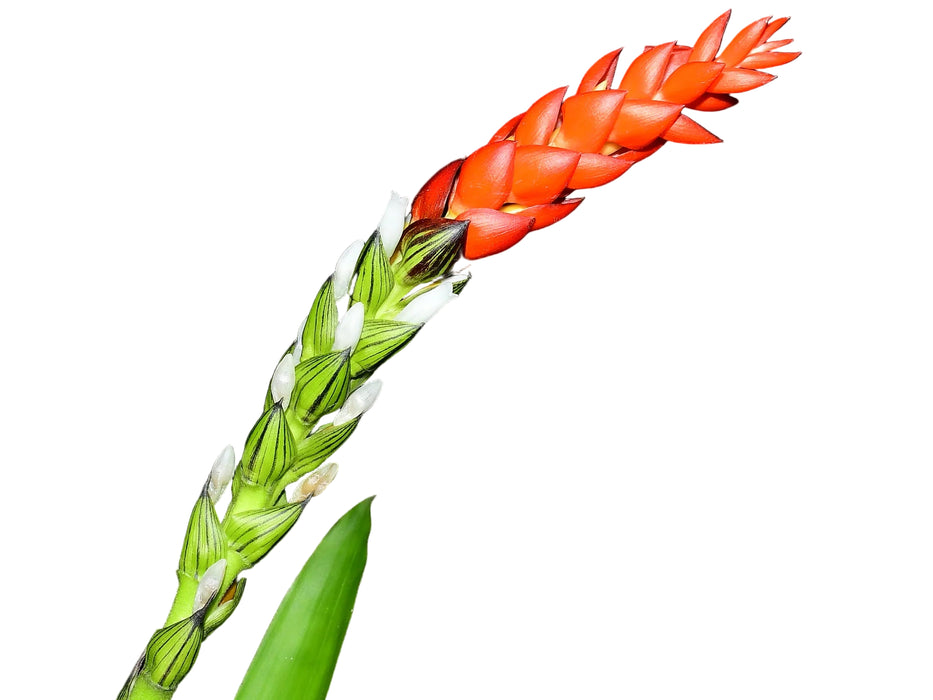 Guzmania monostachia