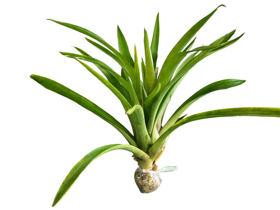 Guzmania monostachia