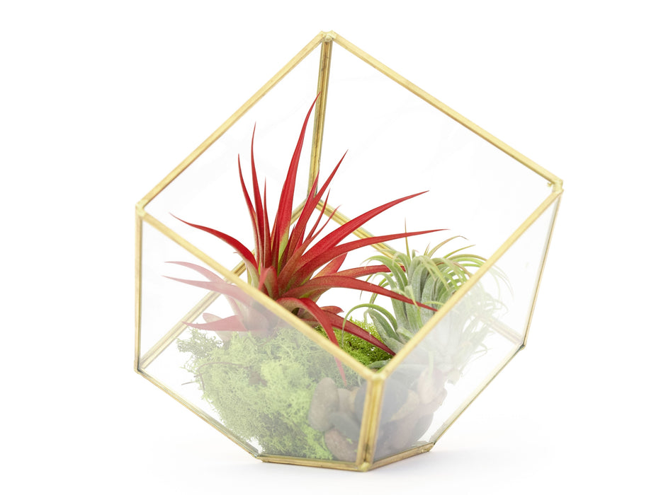 Heptahedron Geometric Glass Terrarium with Tillandsia Red Abdita and Ionantha Air Plants