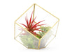 Heptahedron Geometric Glass Terrarium with Tillandsia Red Abdita and Ionantha Air Plants