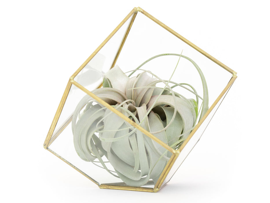 Heptahedron Geometric Glass Terrariums - Set of 2 - with Tillandsia Red Abdita, Ionantha and Small Xerographica