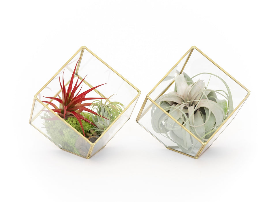Heptahedron Geometric Glass Terrariums - Set of 2 - with Tillandsia Red Abdita, Ionantha and Small Xerographica