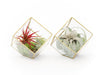 Heptahedron Geometric Glass Terrariums - Set of 2 - with Tillandsia Red Abdita, Ionantha and Small Xerographica