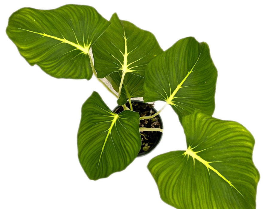 Hoaloea Chag white