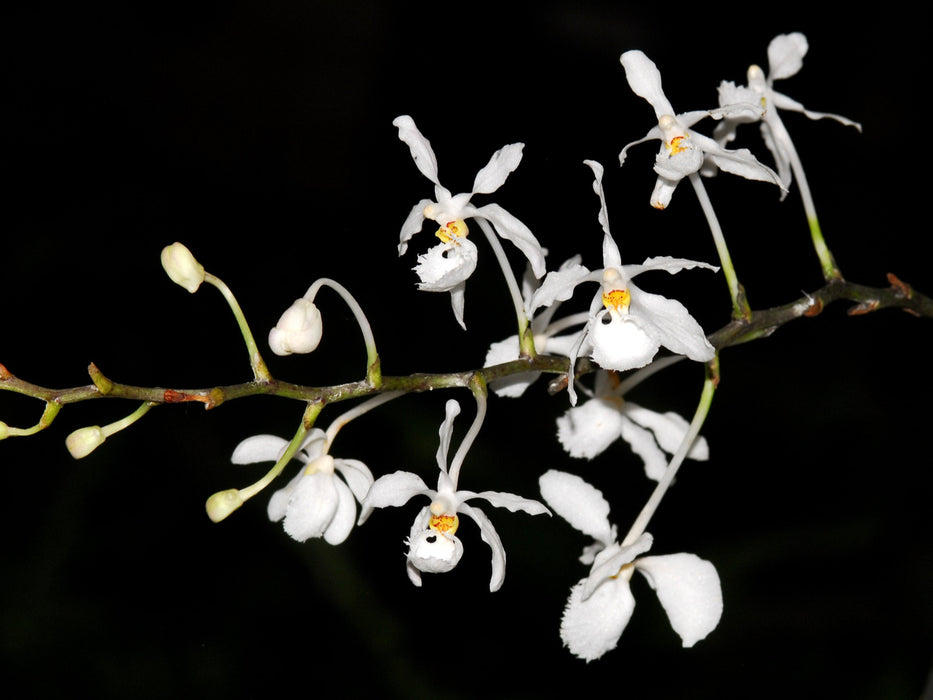 Holcoglossum subulifolium