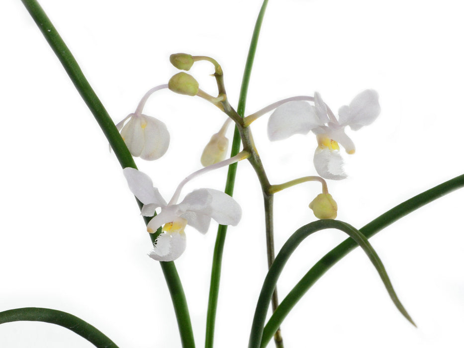 Holcoglossum subulifolium