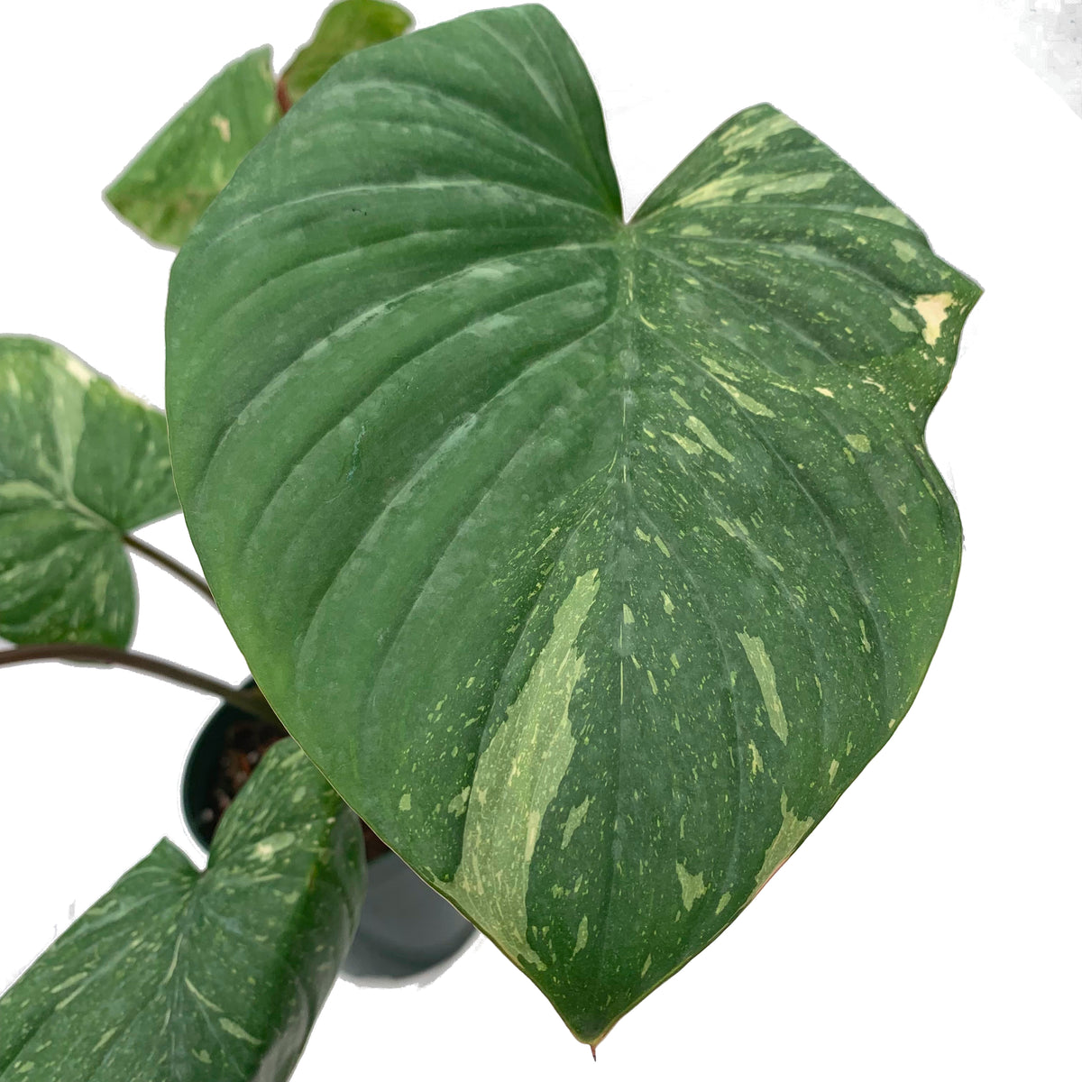 Homalomena rubescens Pink Splash — Ecuagenera USA Corp