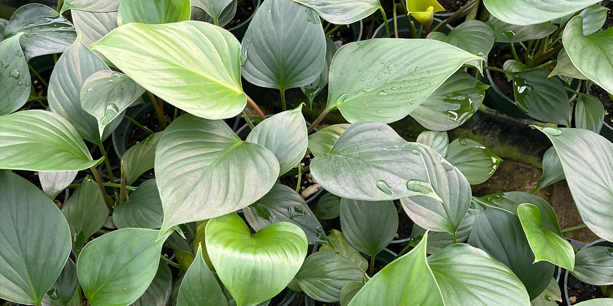 Homalomena 'Emeralda Gem' - Air-Purifying Aroid | Glossy Green