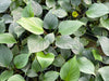 Homalomena 'Emeralda Gem'