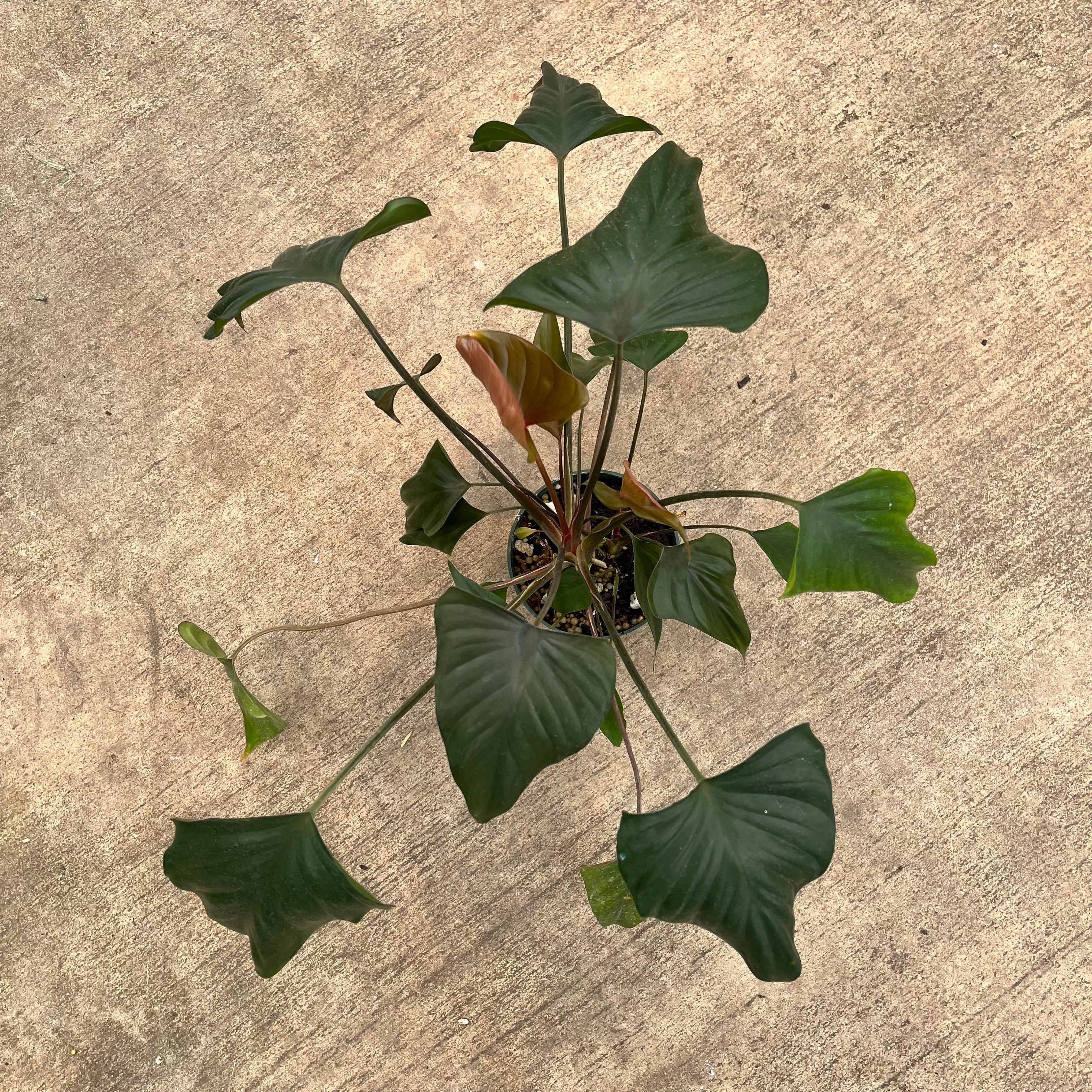 Homalomena cf aromatica 'black' — Ecuagenera USA Corp