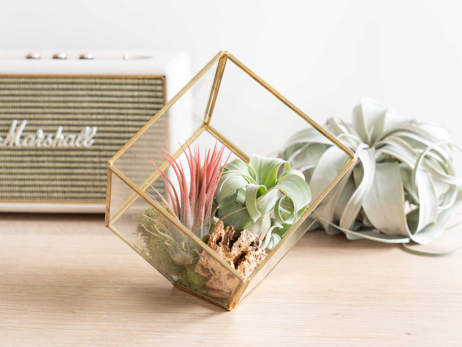 Heptahedron Geometric Glass Terrarium with Tillandsia Red Abdita and Ionantha Air Plants