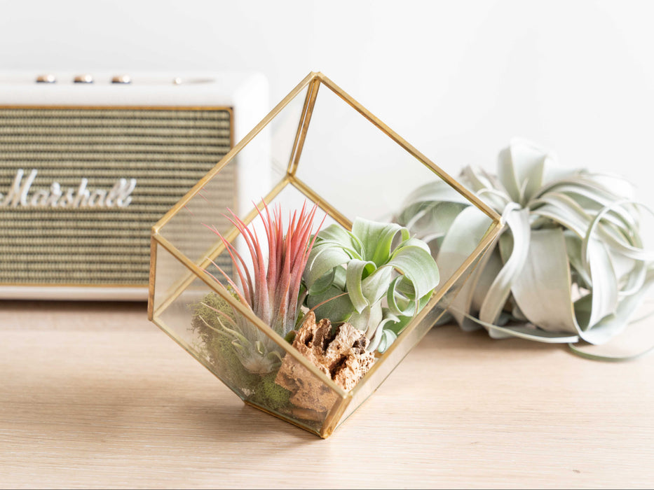 Heptahedron Geometric Glass Terrariums - Set of 2 - with Tillandsia Red Abdita, Ionantha and Small Xerographica