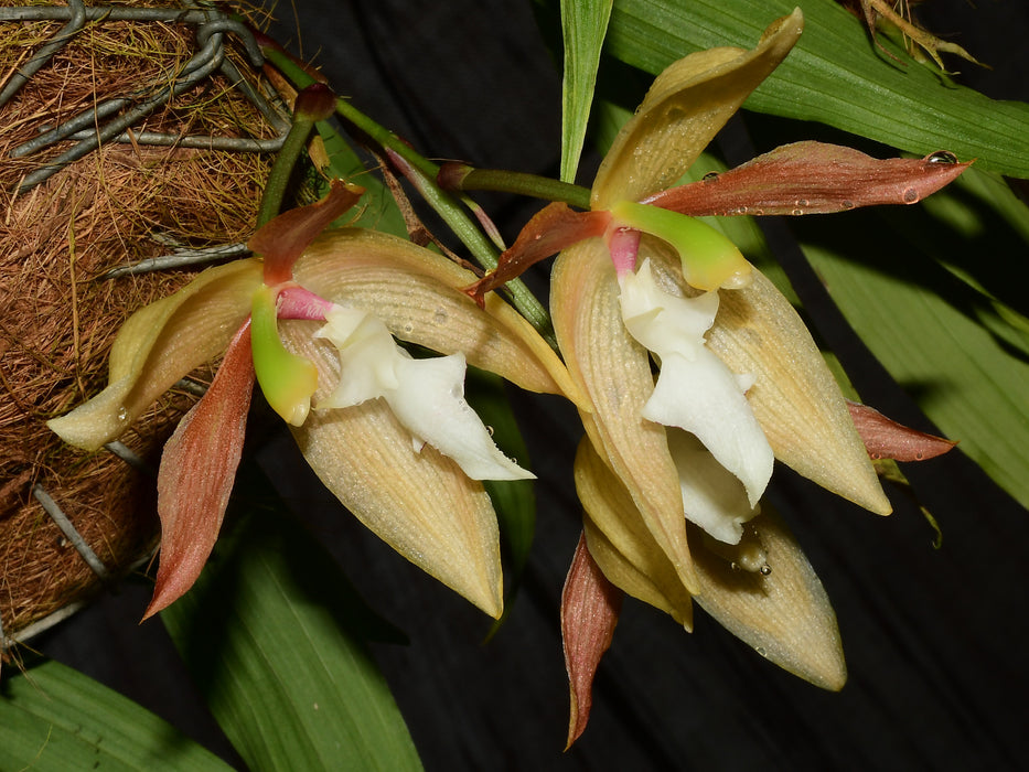 Houllinia Alex Hirtz