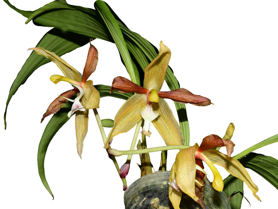 Houllinia Alex Hirtz