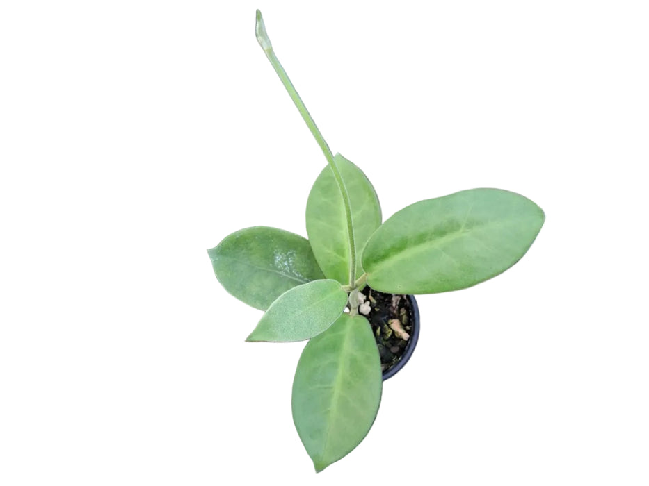 Hoya albiflora